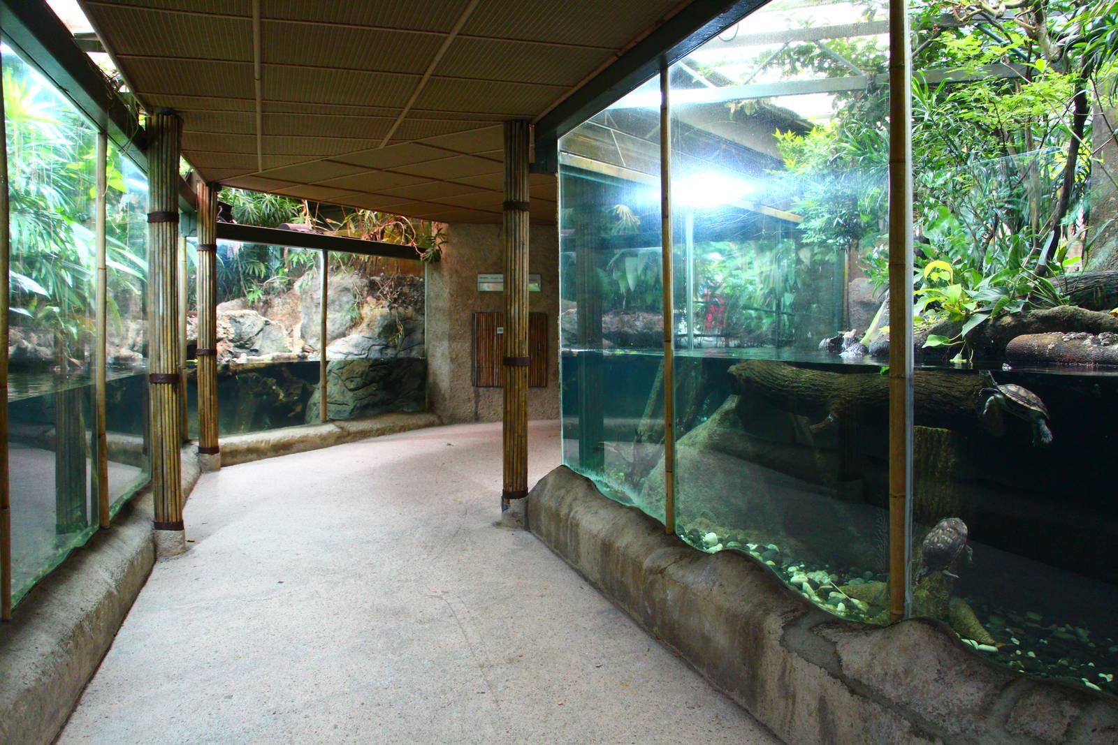 Freshwater Turtle exhibits