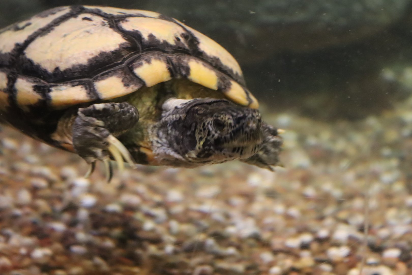 Freshwater turtle ID