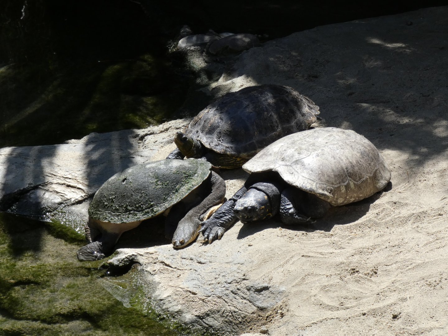 Freshwater turtles