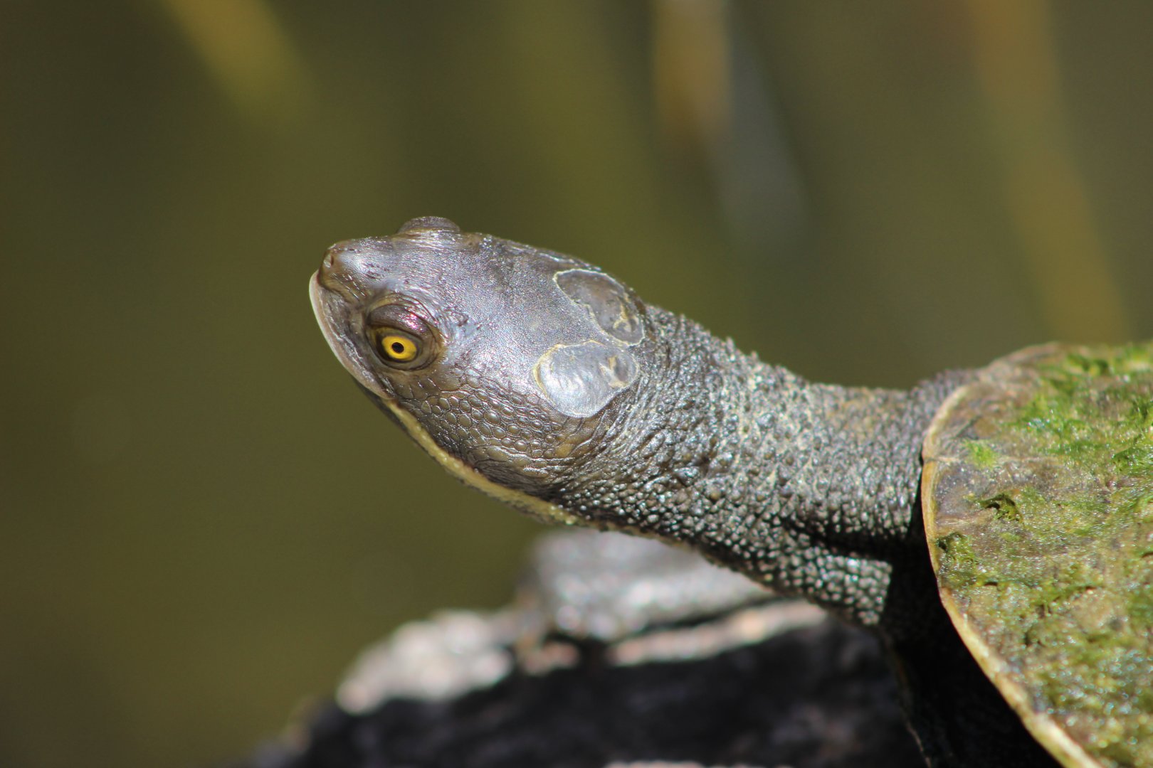 Freshwater Tutle