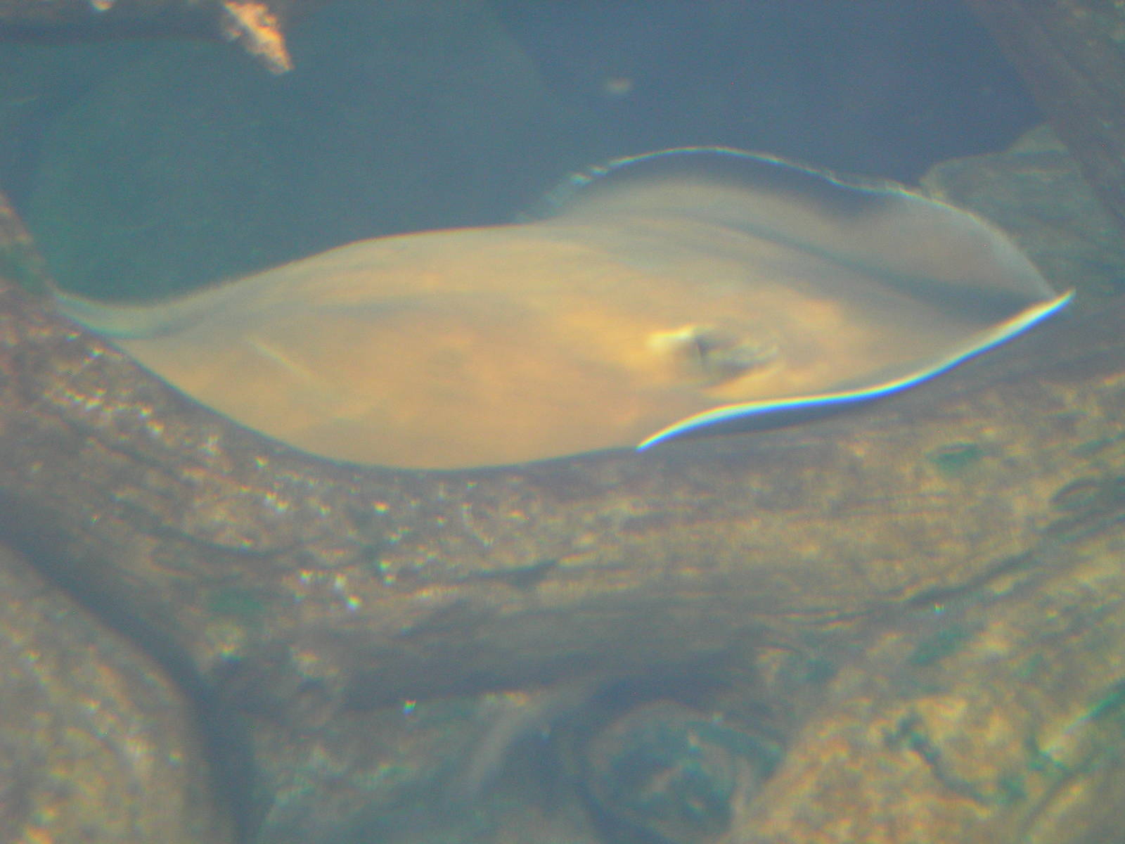Freshwater whipray