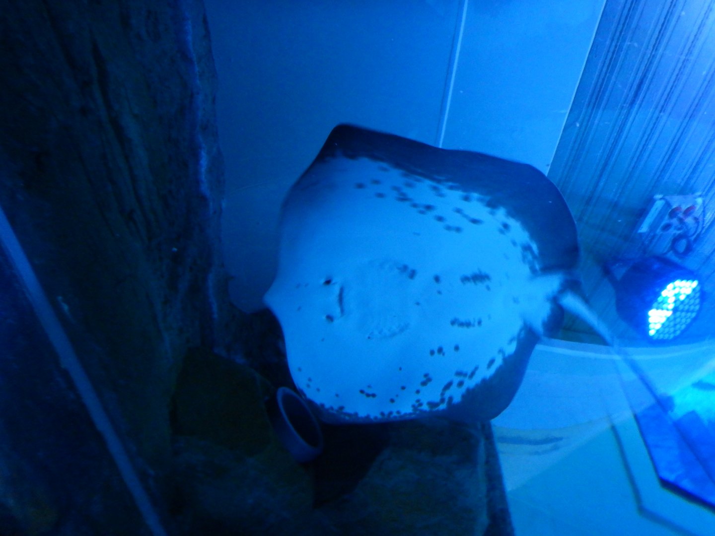 Freshwater Whiptail Ray