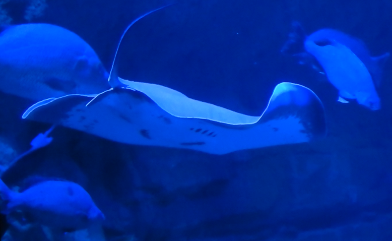 Freshwater Whiptail Ray