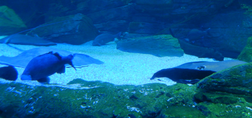 Freshwater Whiptail Rays