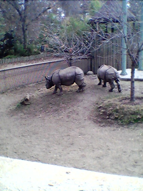 Fresno Zoo Indian Rhinos January 2018