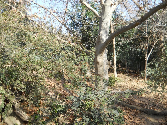 Fresno Zoo red wolf exhibit