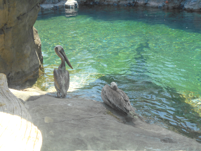 Fresno_brown_pelicans