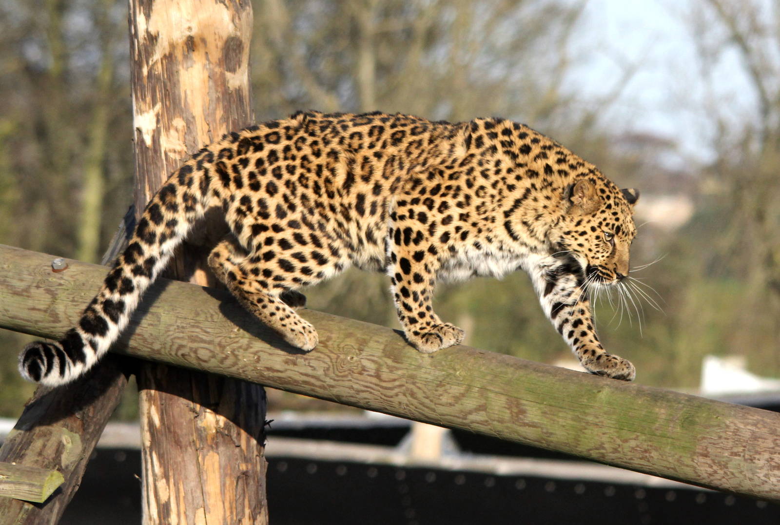 Freya,Amur Leopard 24-1-15