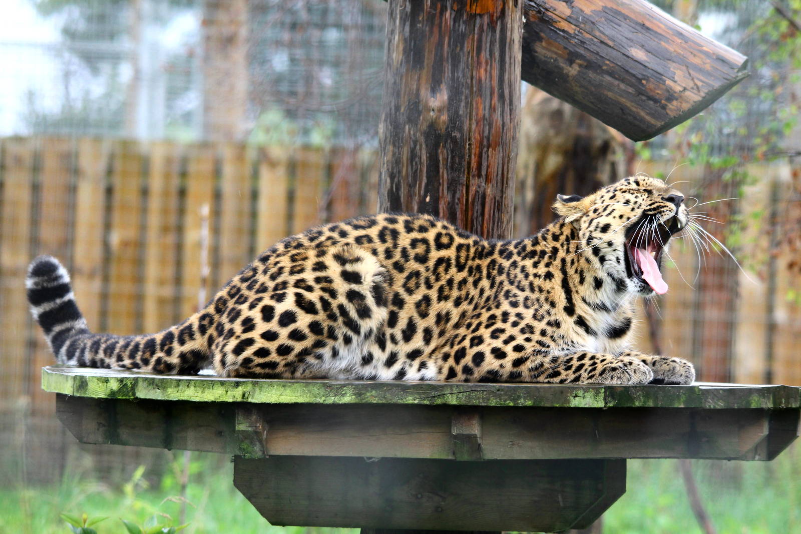 Freya the Amur Leopard 14-8-14