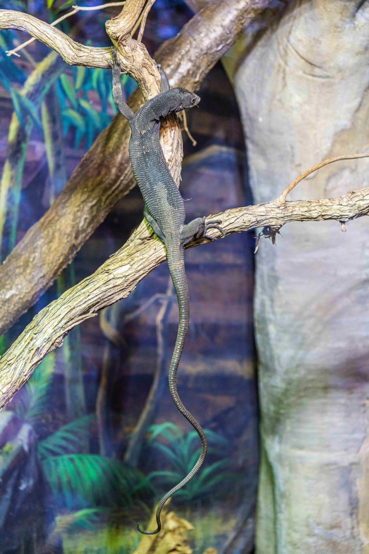 Frickles the male Black Tree Monitor