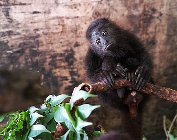 Frida, rescue howler monkey