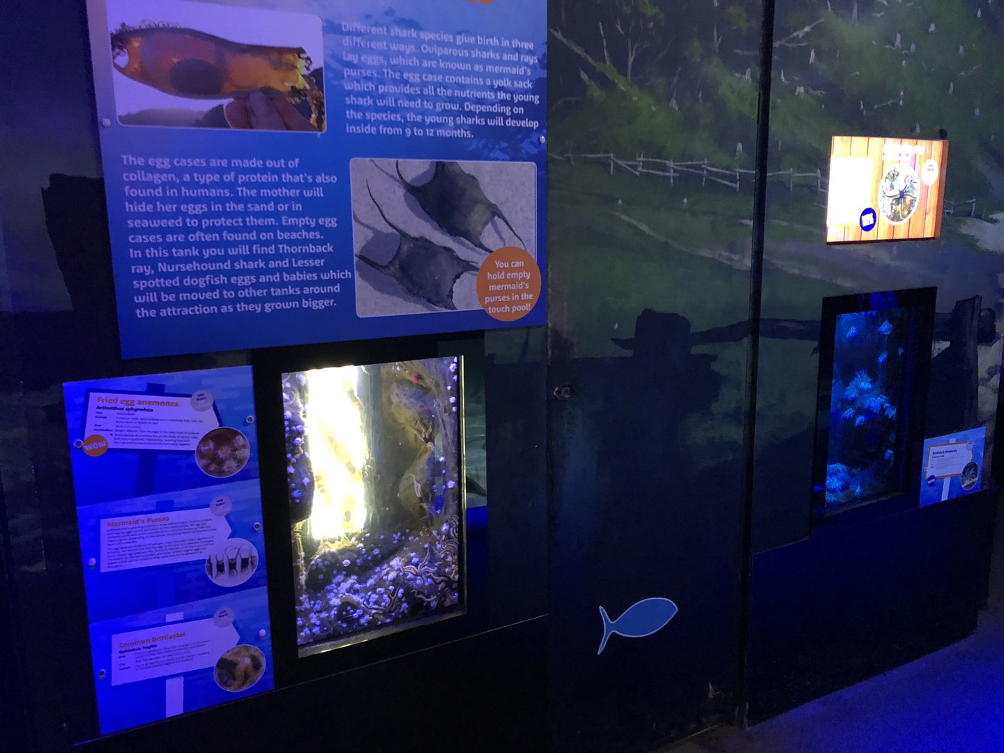 Fried Egg Anemone / Common Brittlestar Tank at SEA LIFE Scarborough (September 2022)