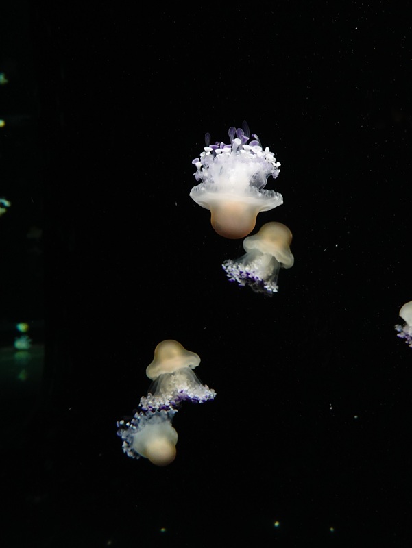 Fried egg jelly (C. tuberculata)