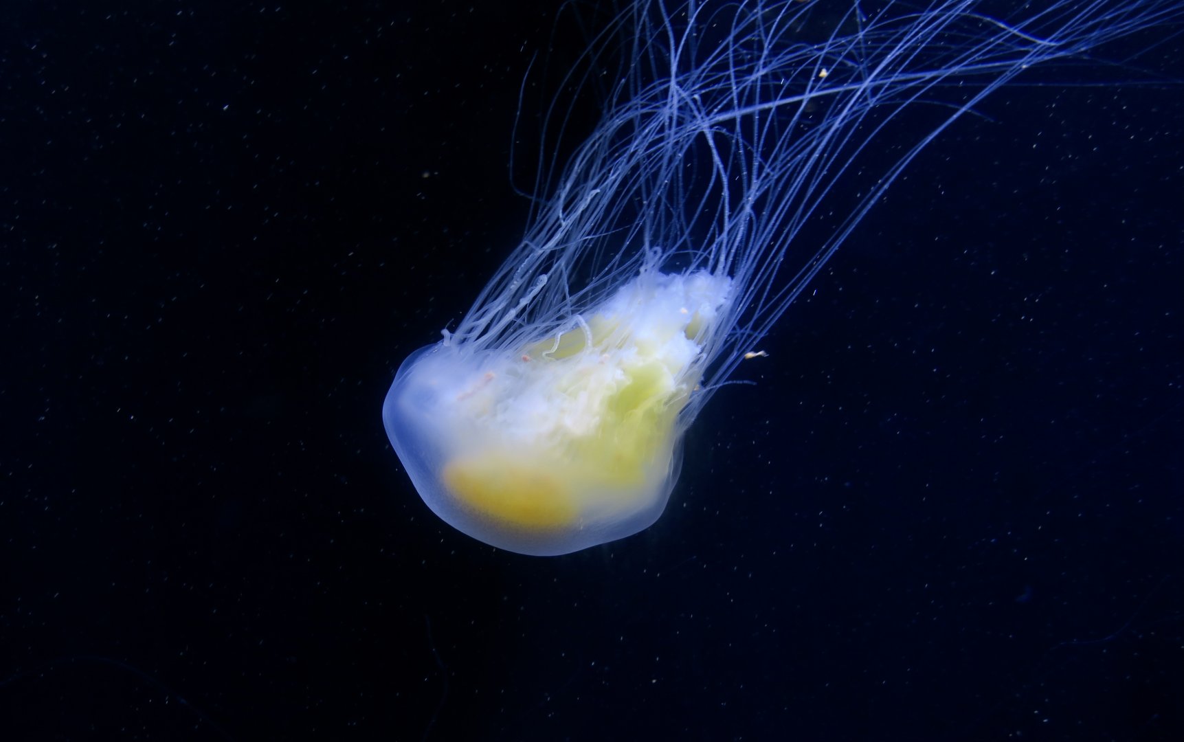 Fried Egg Jelly (Phacellophora camtschatica)