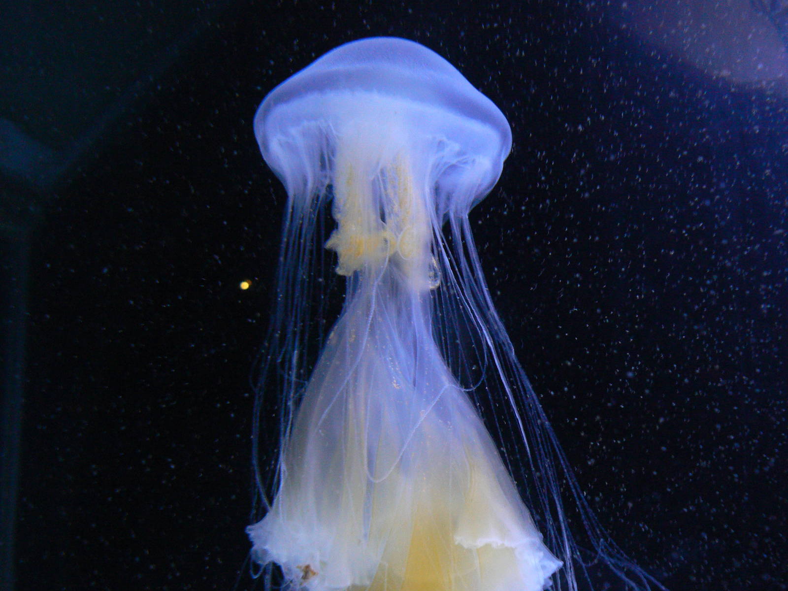 Fried Egg Jellyfish? - 26 March 2016