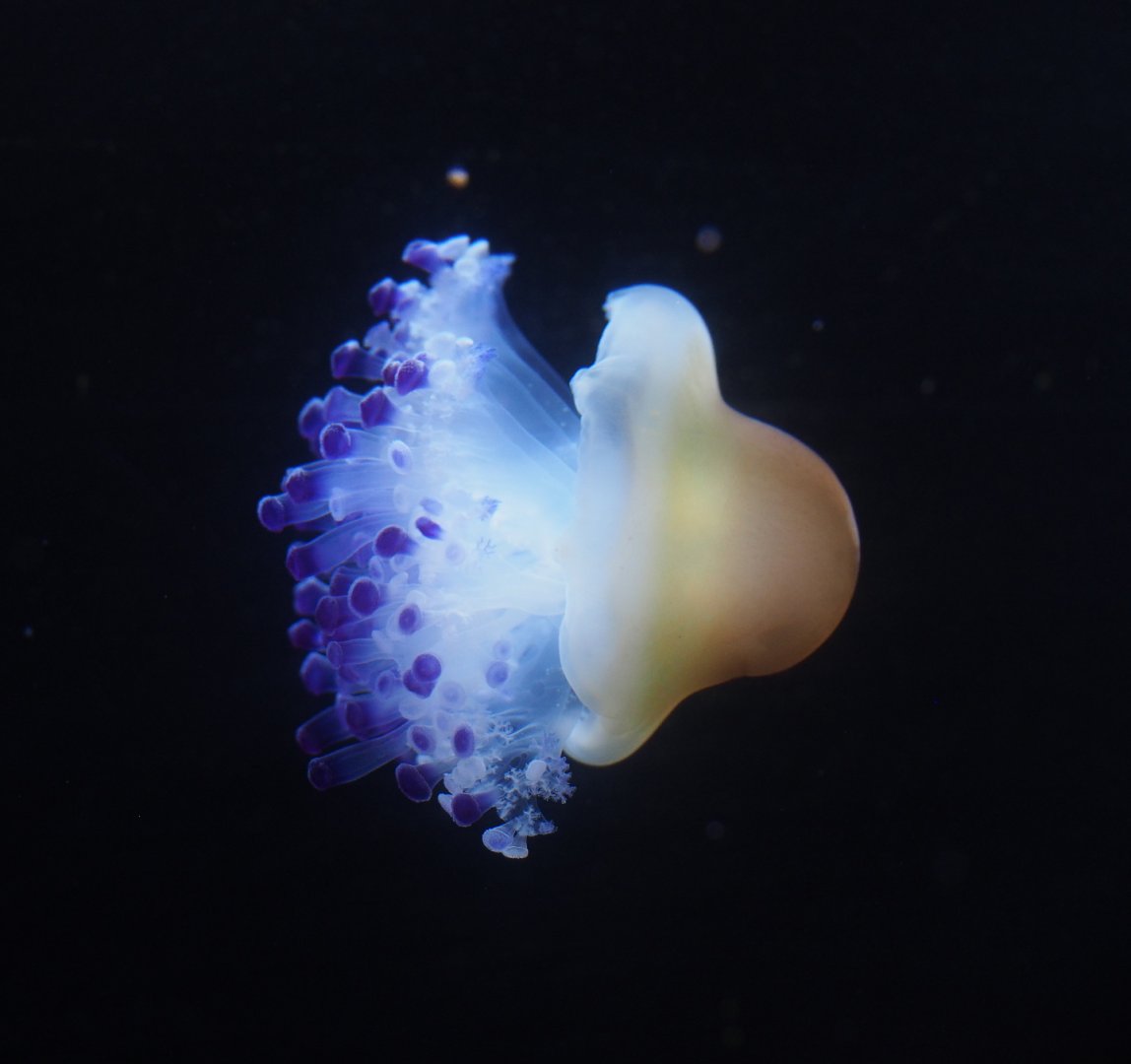 Fried egg jellyfish (Cotylorhiza tuberculata), 2019-10-05