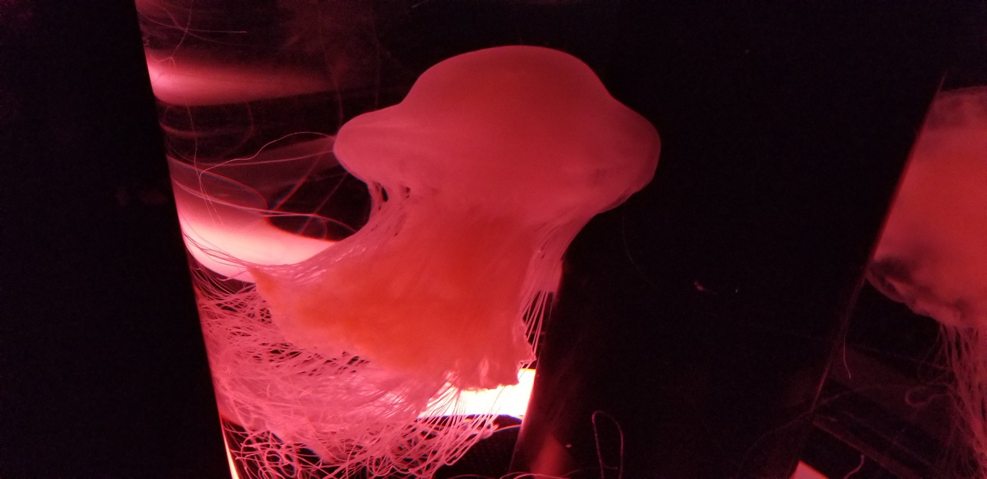 Fried Egg Jellyfish (Phacellophora camtschatica)