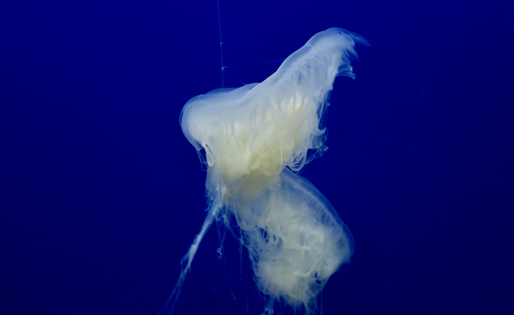 Fried Egg Jellyfish (Phacellophora camtschatica)