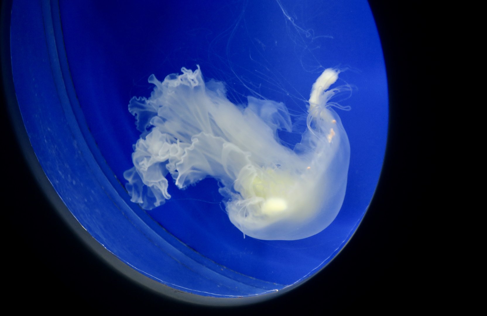 Fried Egg Jellyfish (Phacellophora camtschatica)