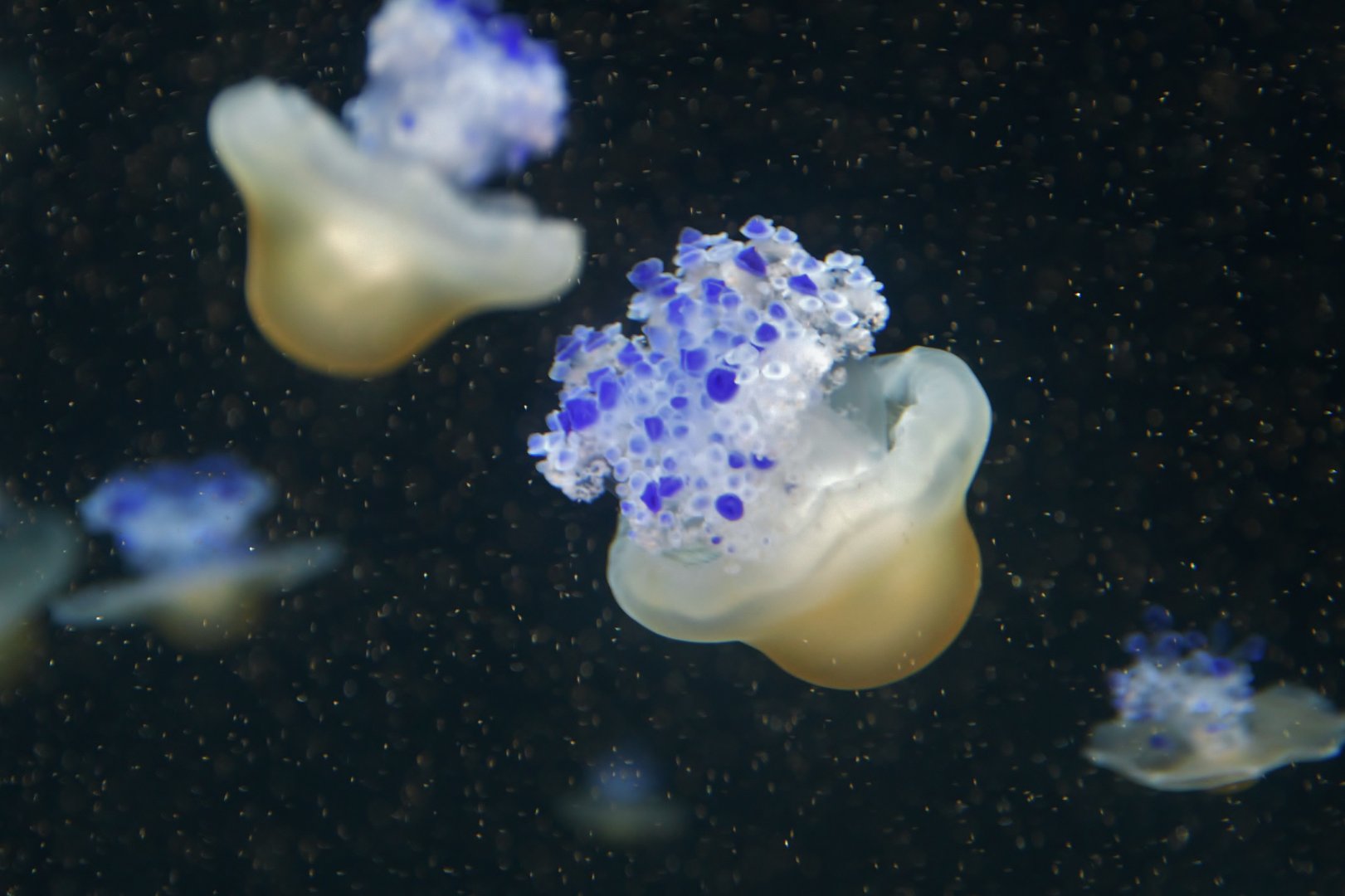 Fried Egg Sea Jelly (Phacellophora camtschatica)