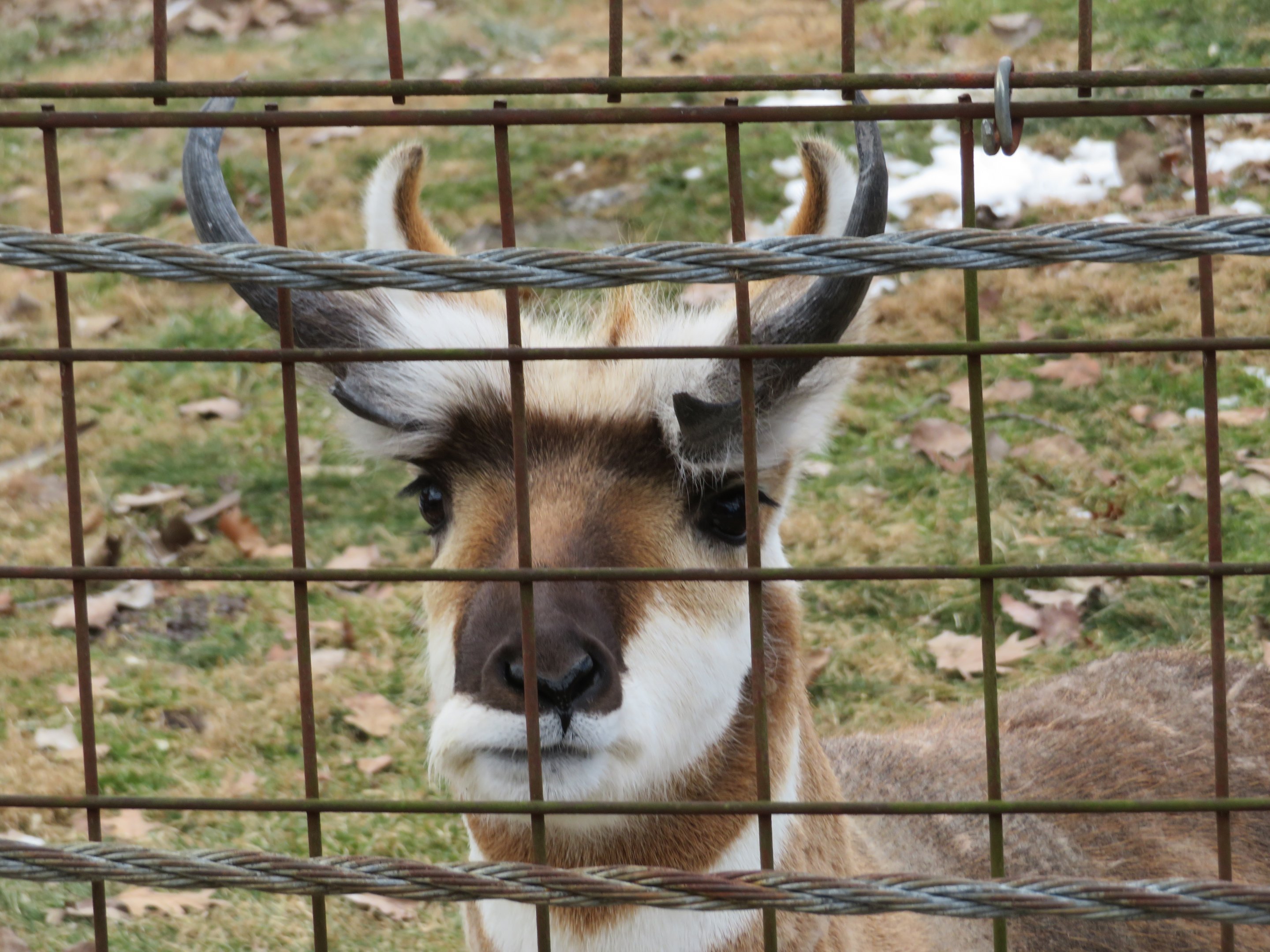 Friend Pronghorn