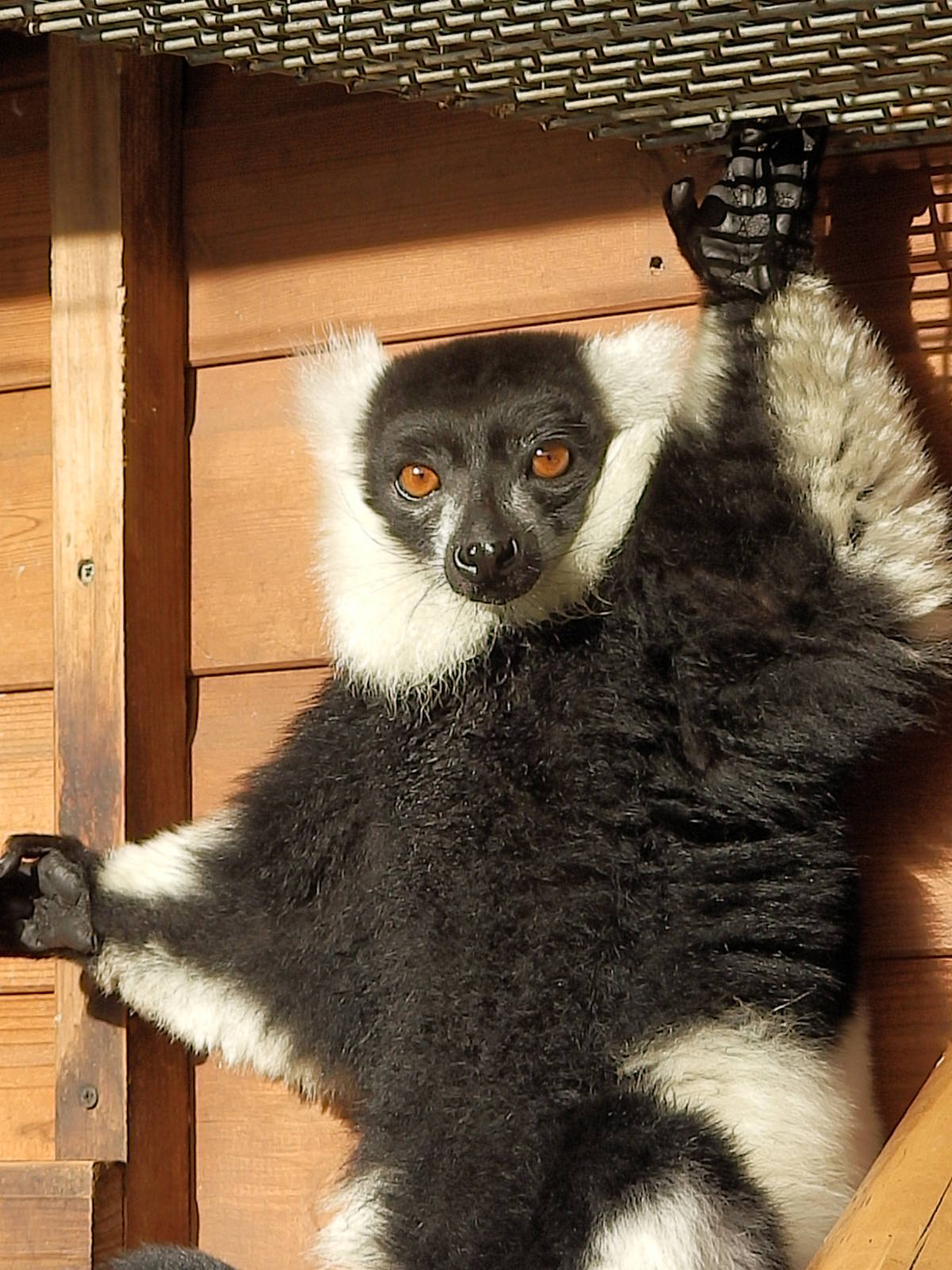friendley lemur 2-11-13