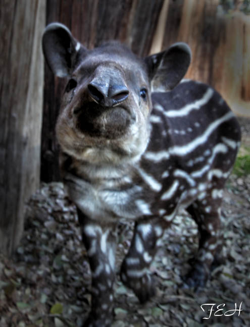 friendly baby tapir