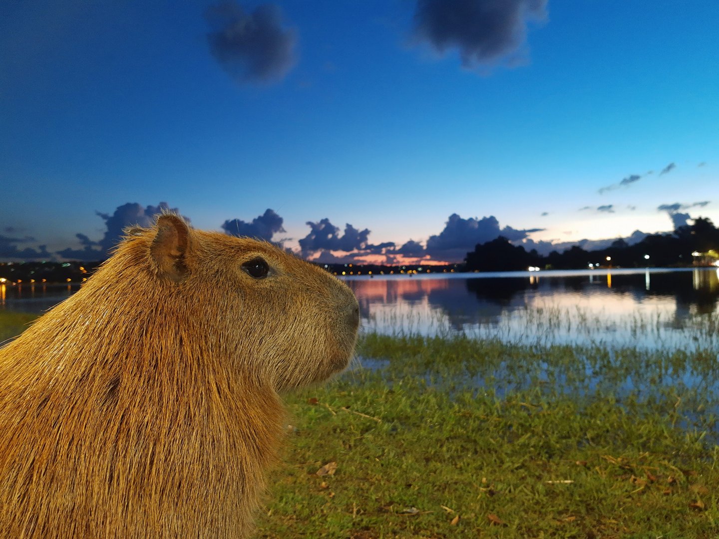 Friendly capybara - Lagoa Santa MG, Brazil