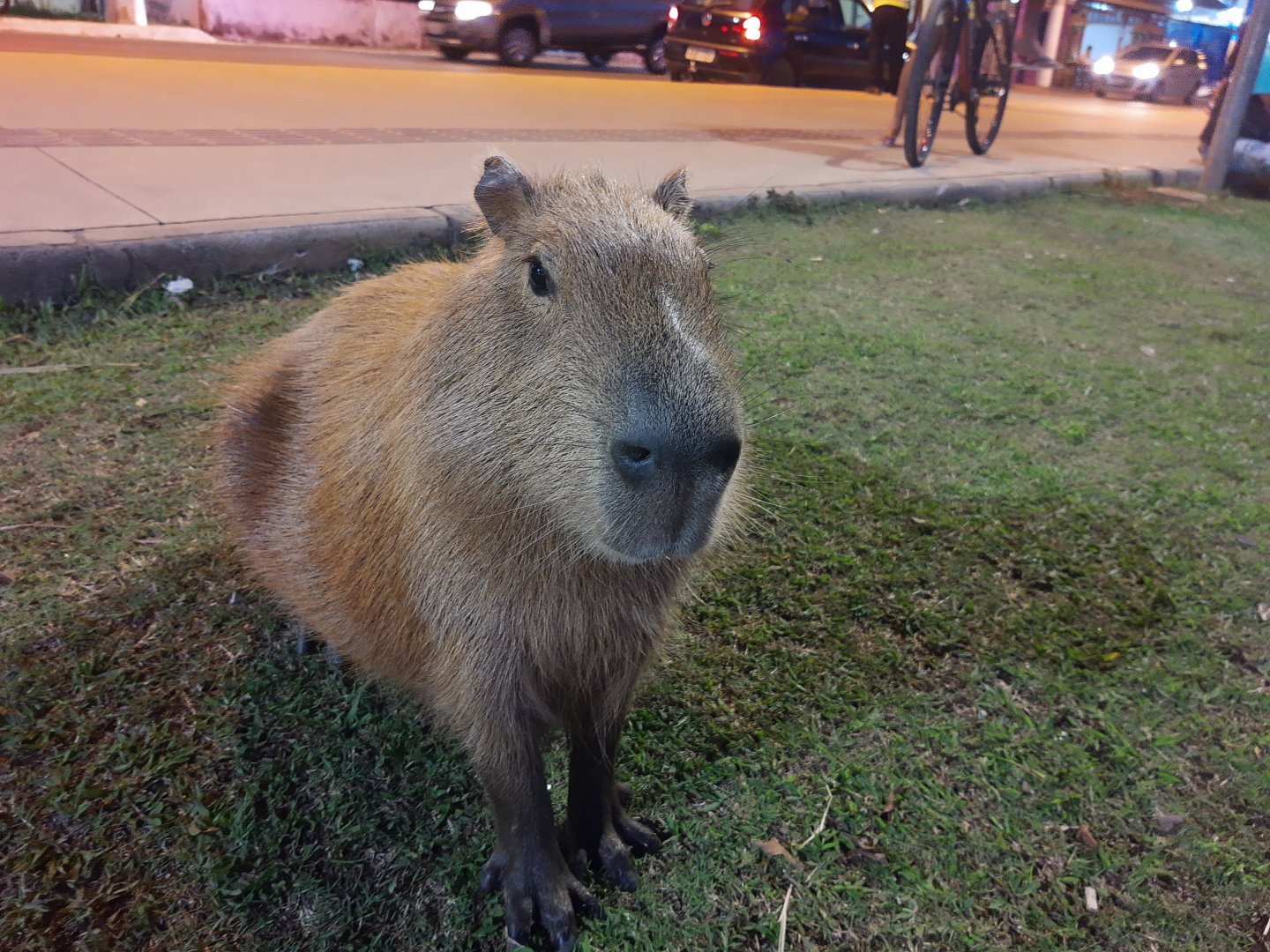 Friendly capybara - Lagoa Santa MG, Brazil