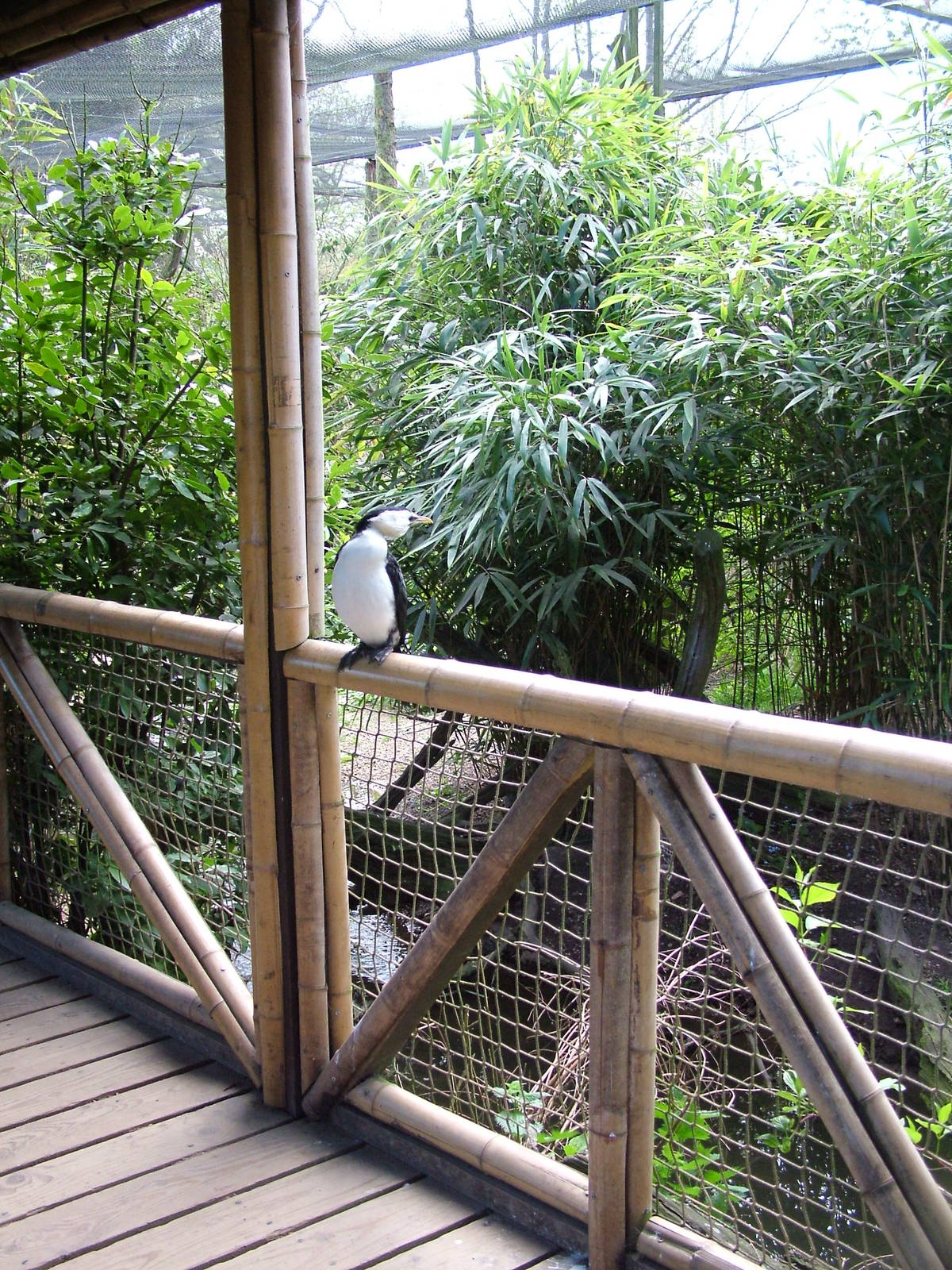 Friendly cormorant at Twycross 03/05/10