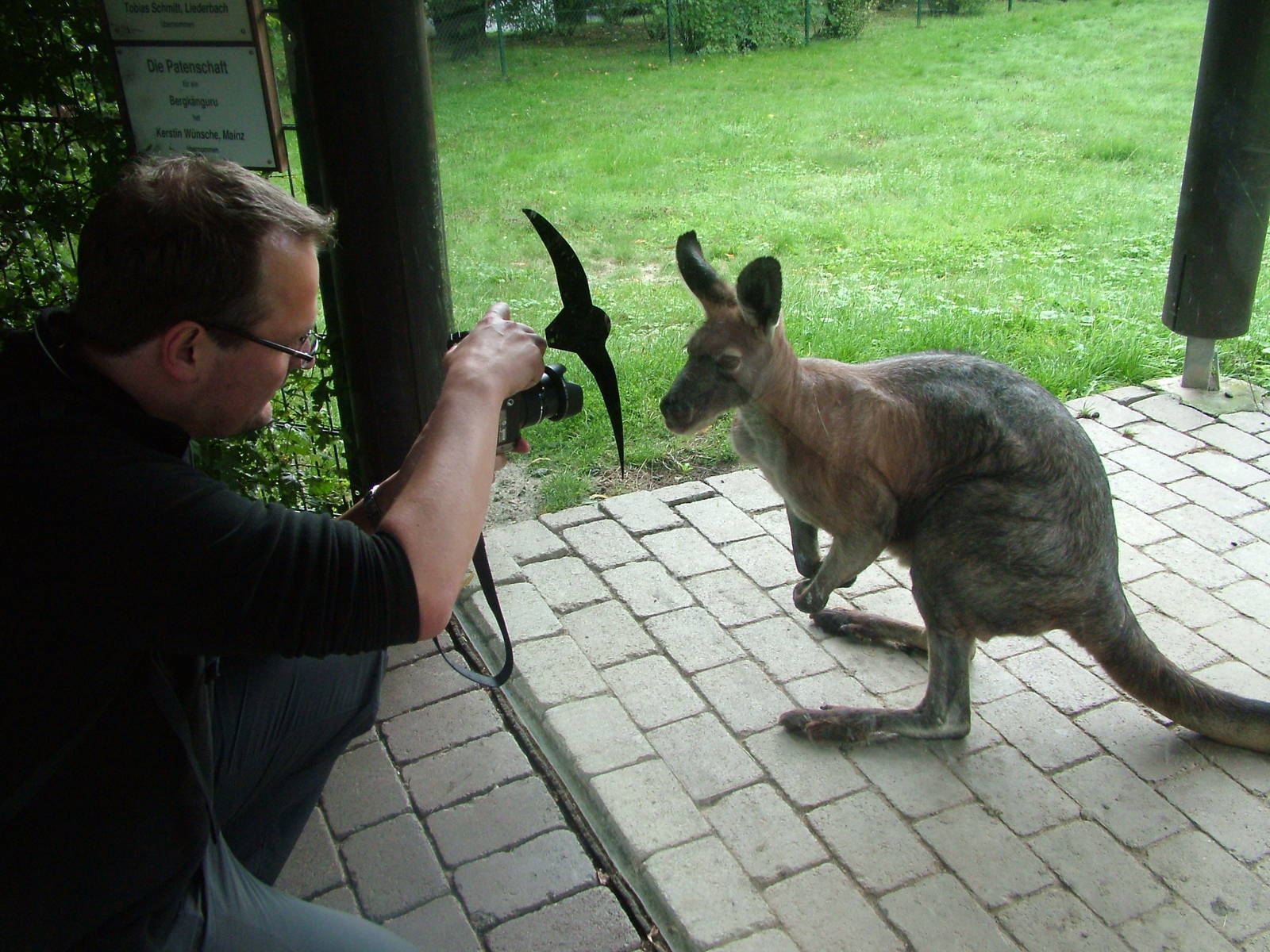 Friendly Deer Wallaroo at Opel-Zoo Kronberg, 30/08/10