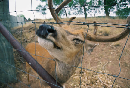 friendly deer