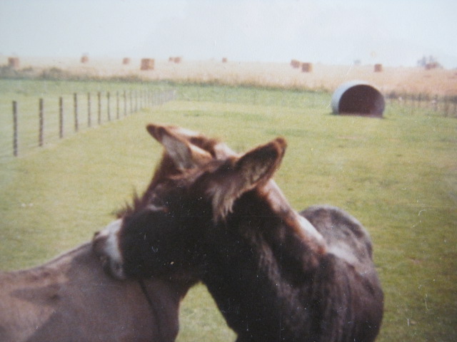 Friendly Donkeys August 1984.