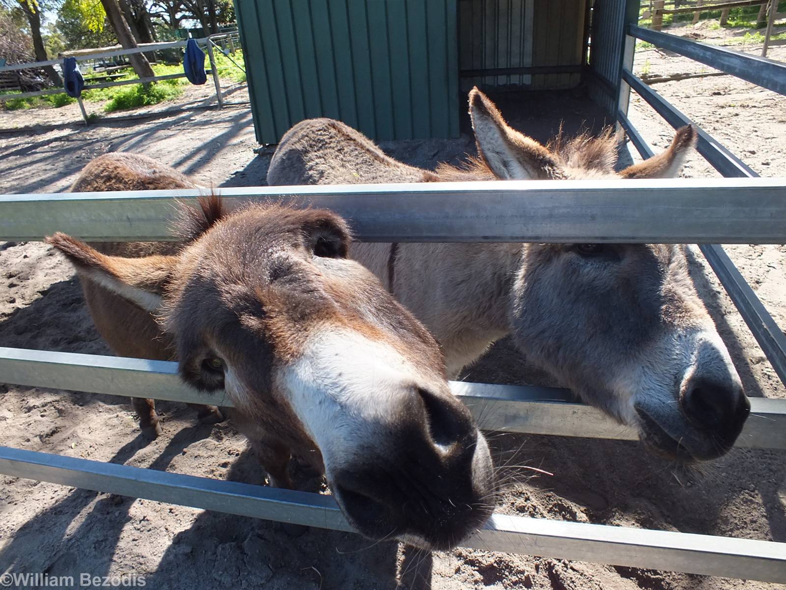 Friendly Donkeys