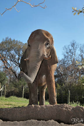 friendly elephant - Feb 2012