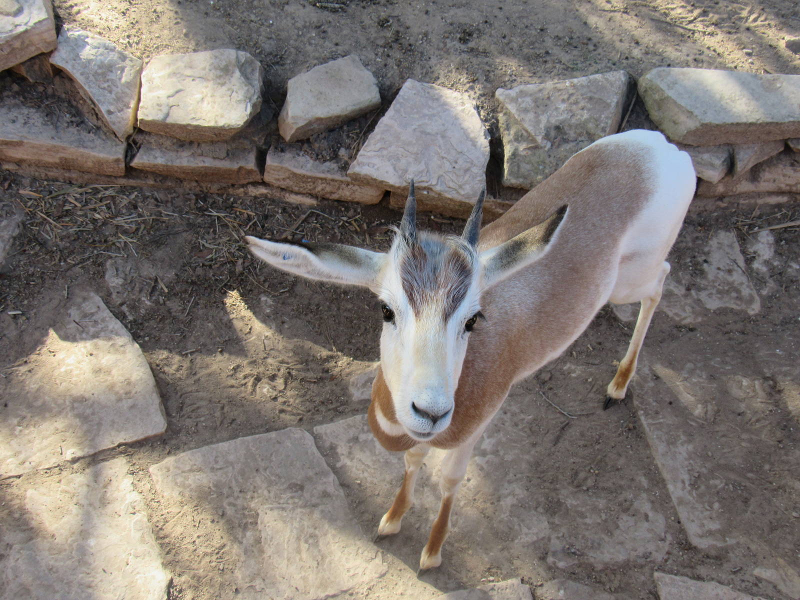 Friendly Gazelle