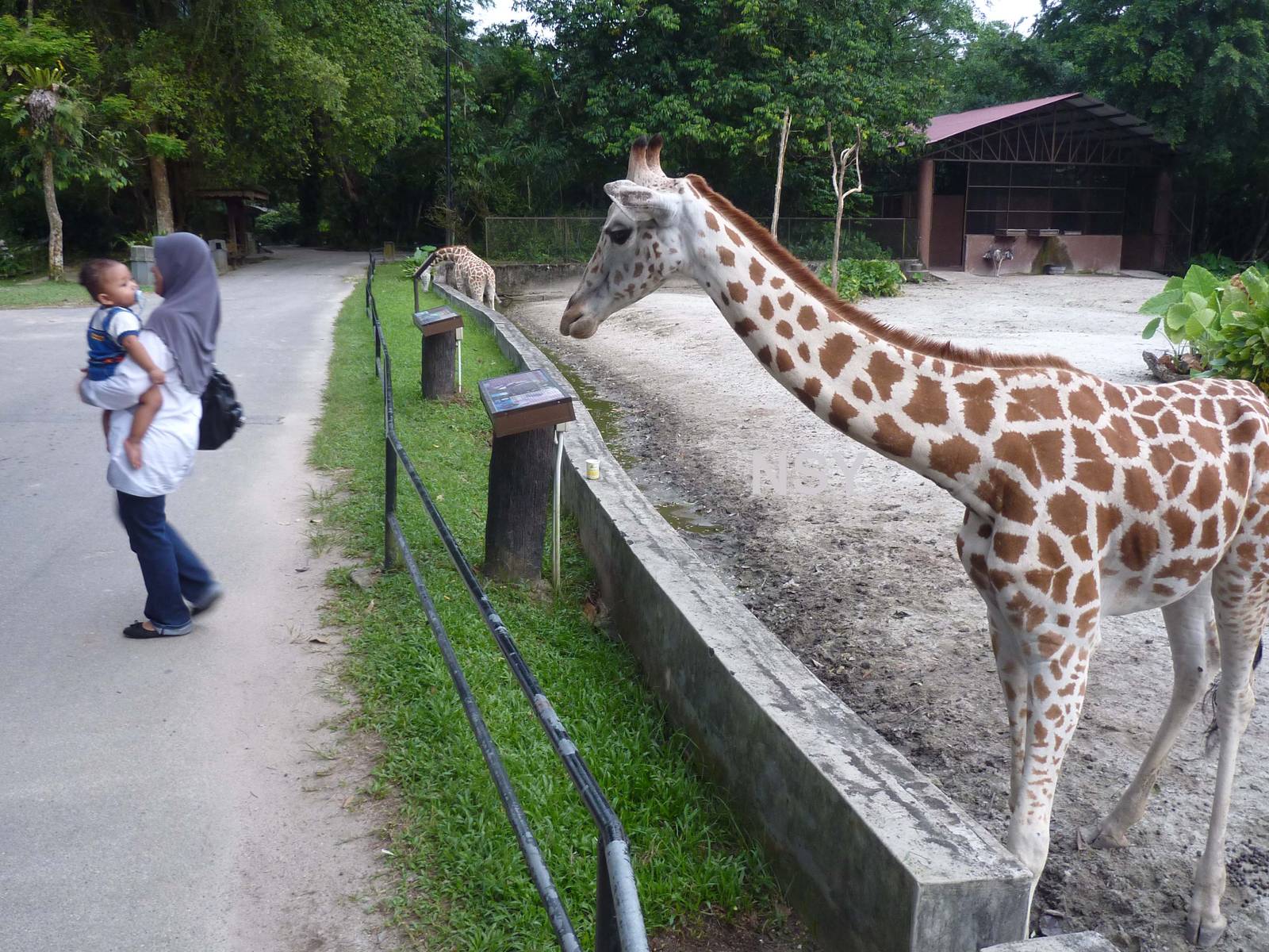 Friendly giraffes, May 2013
