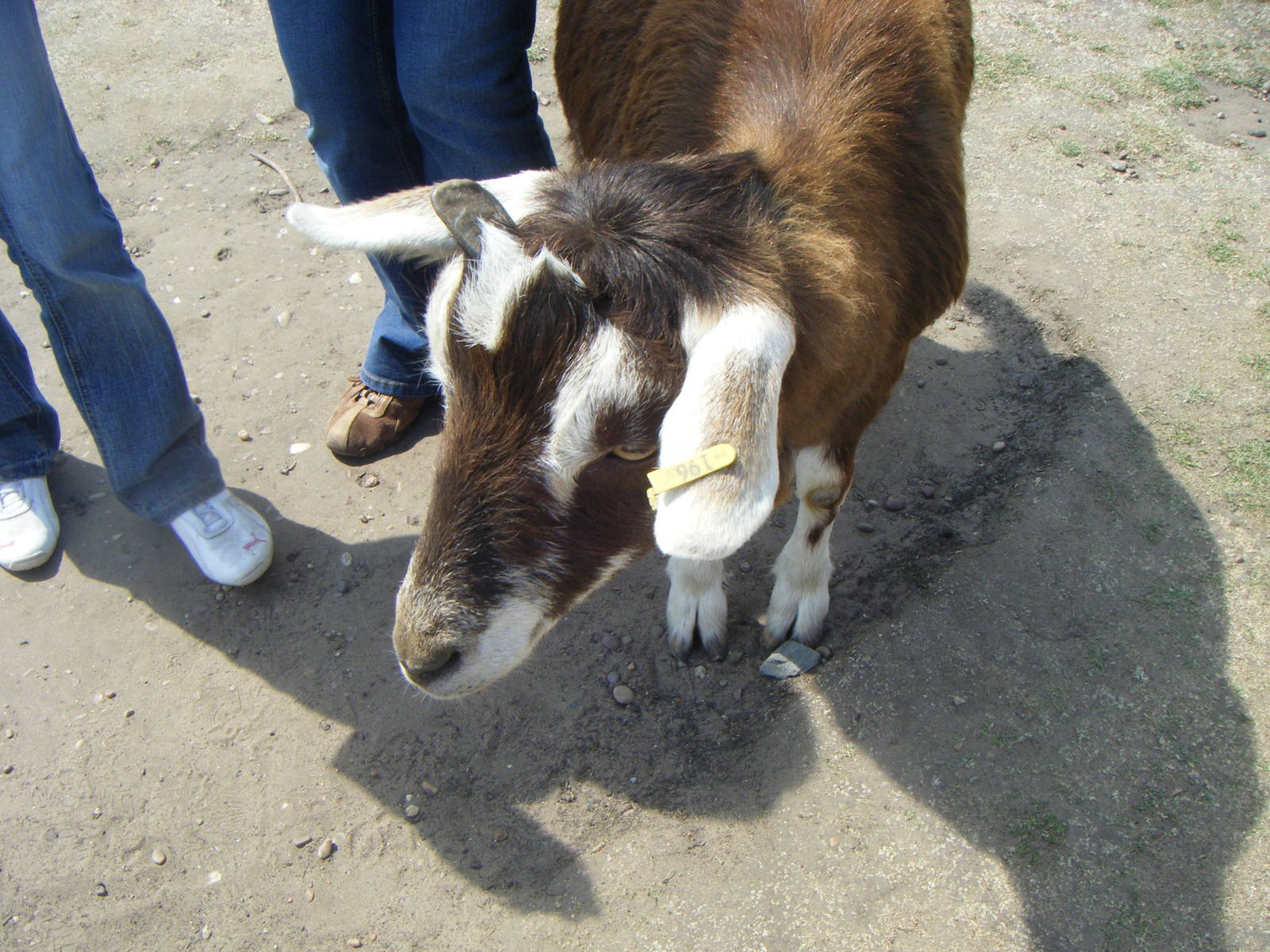 Friendly Goat