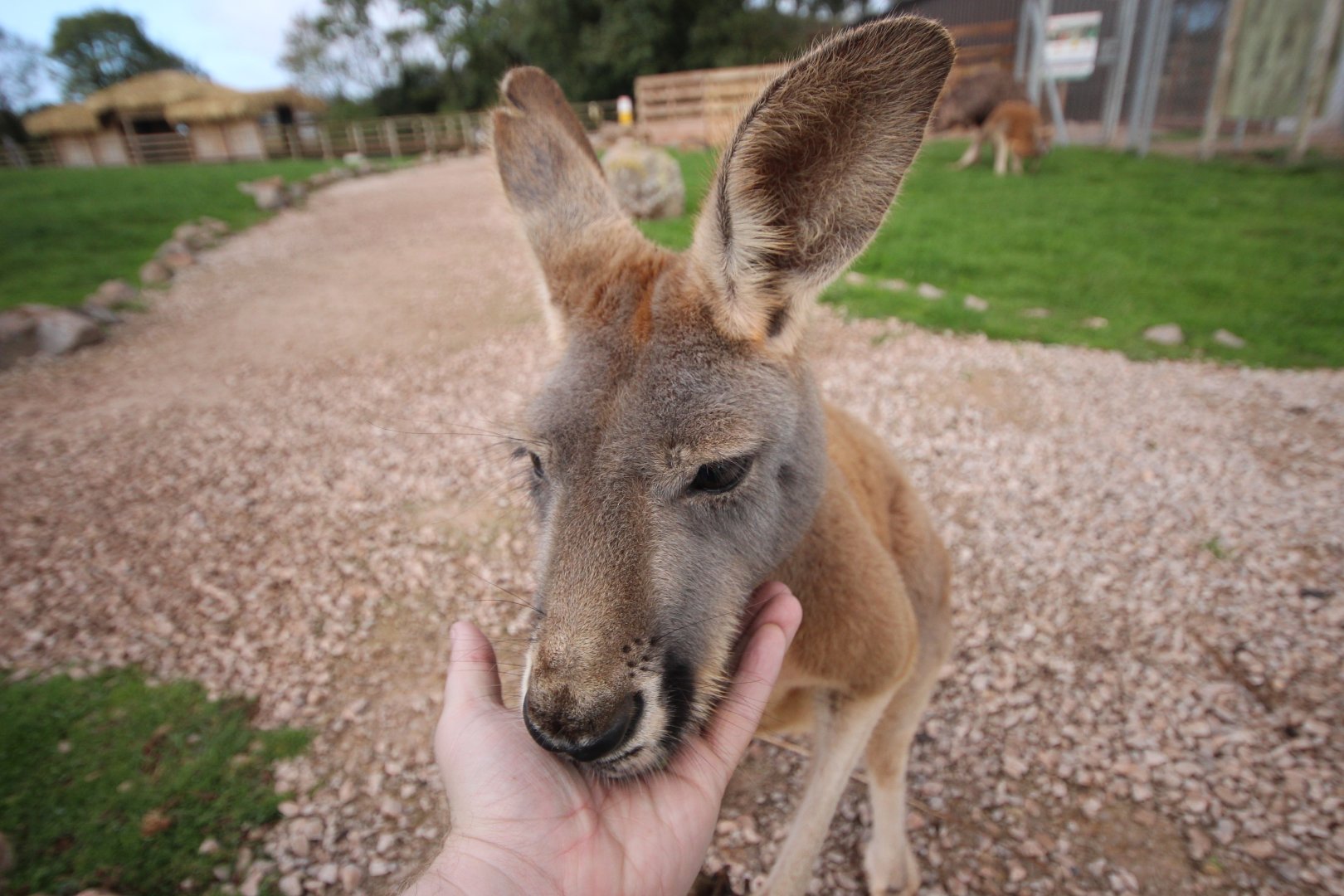 Friendly Kangaroo
