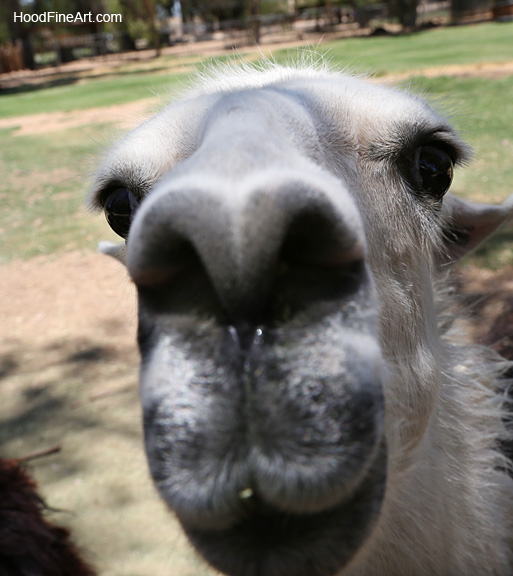 friendly llama