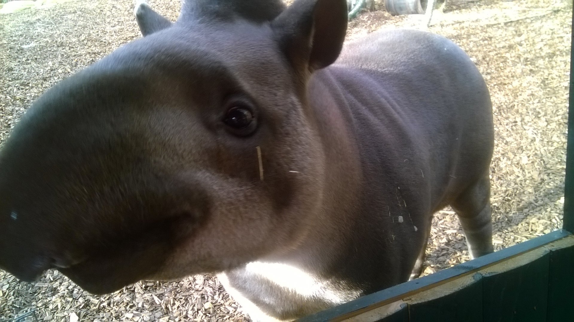 Friendly lowland tapir (Tapirus terrestris)