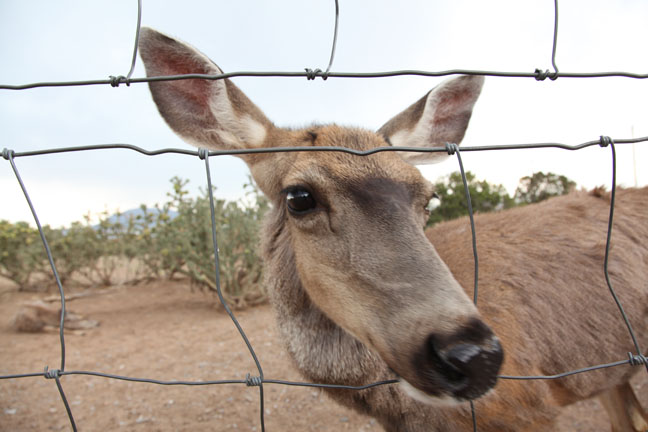 friendly mule deer