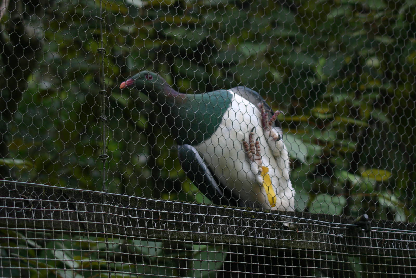 Friendly NZ Pigeon - Otorohanga Kiwi House April 2011