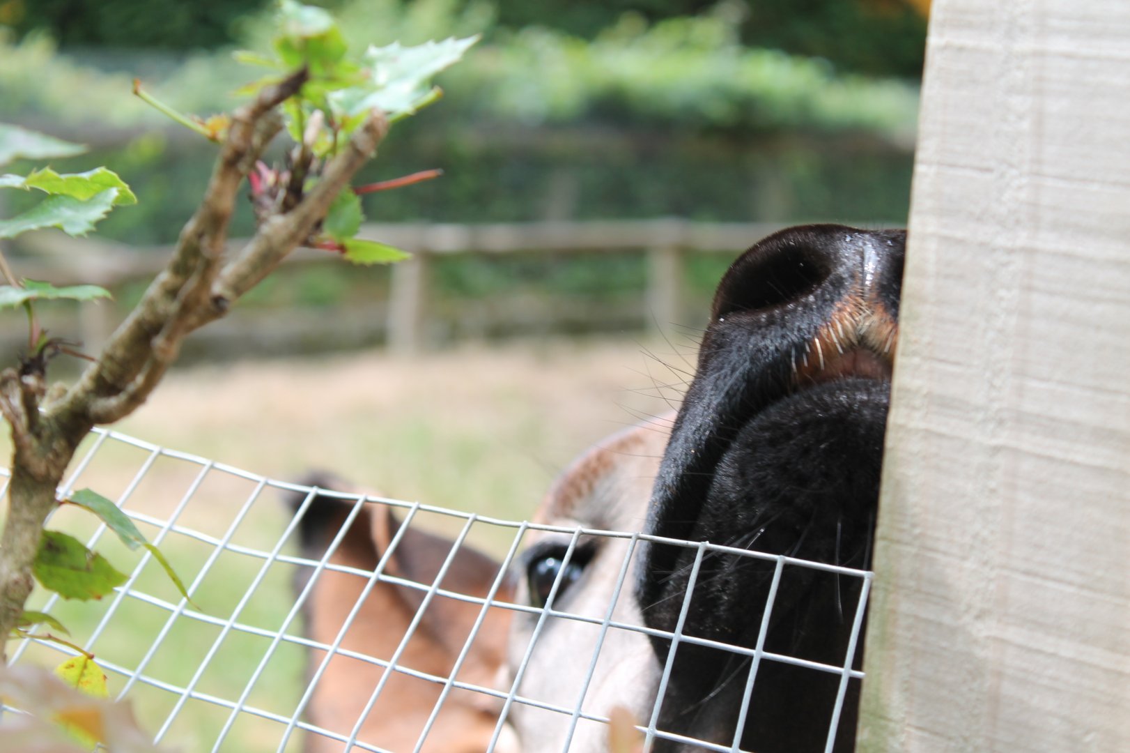 Friendly Okapi