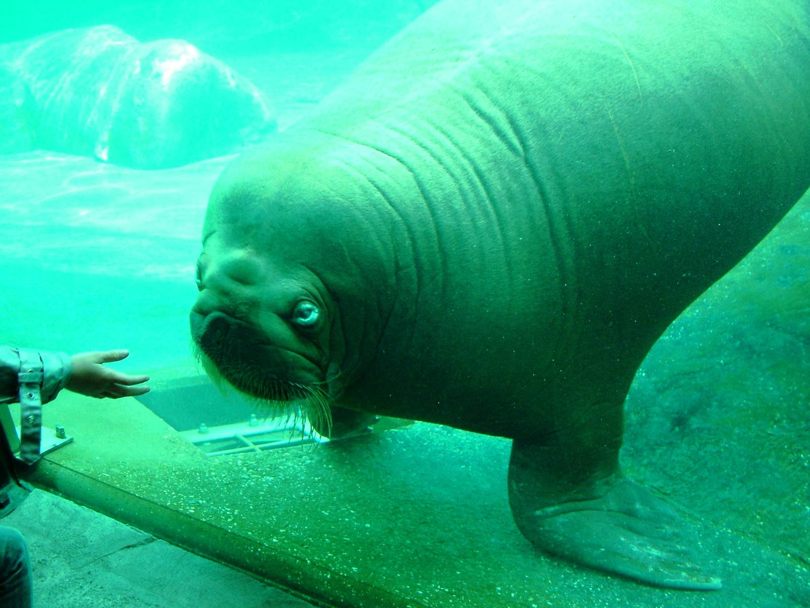 Friendly Pacific Walrus at Harderwijk, 01/06/12