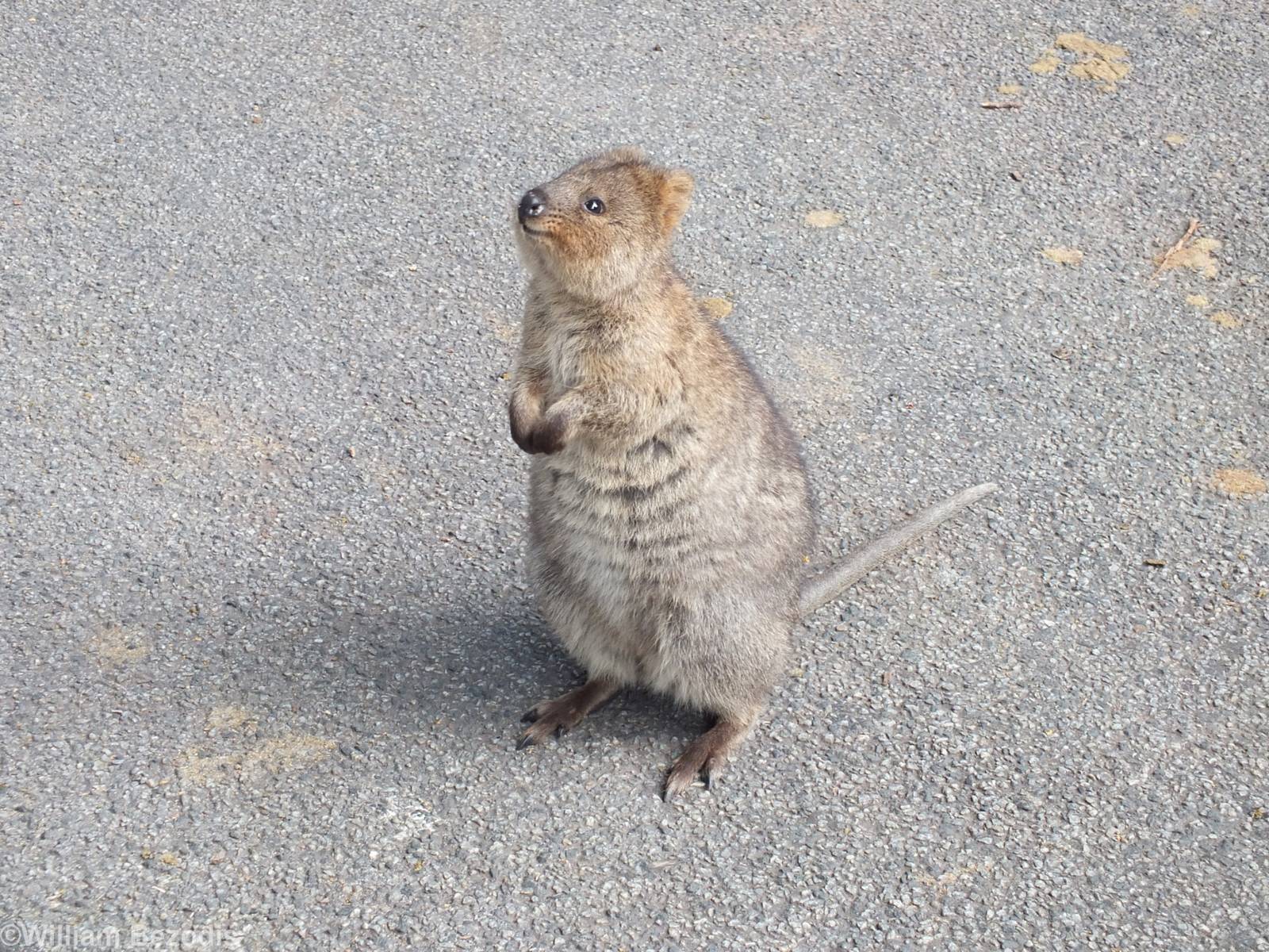 Friendly Quokka - Rottnest Island
