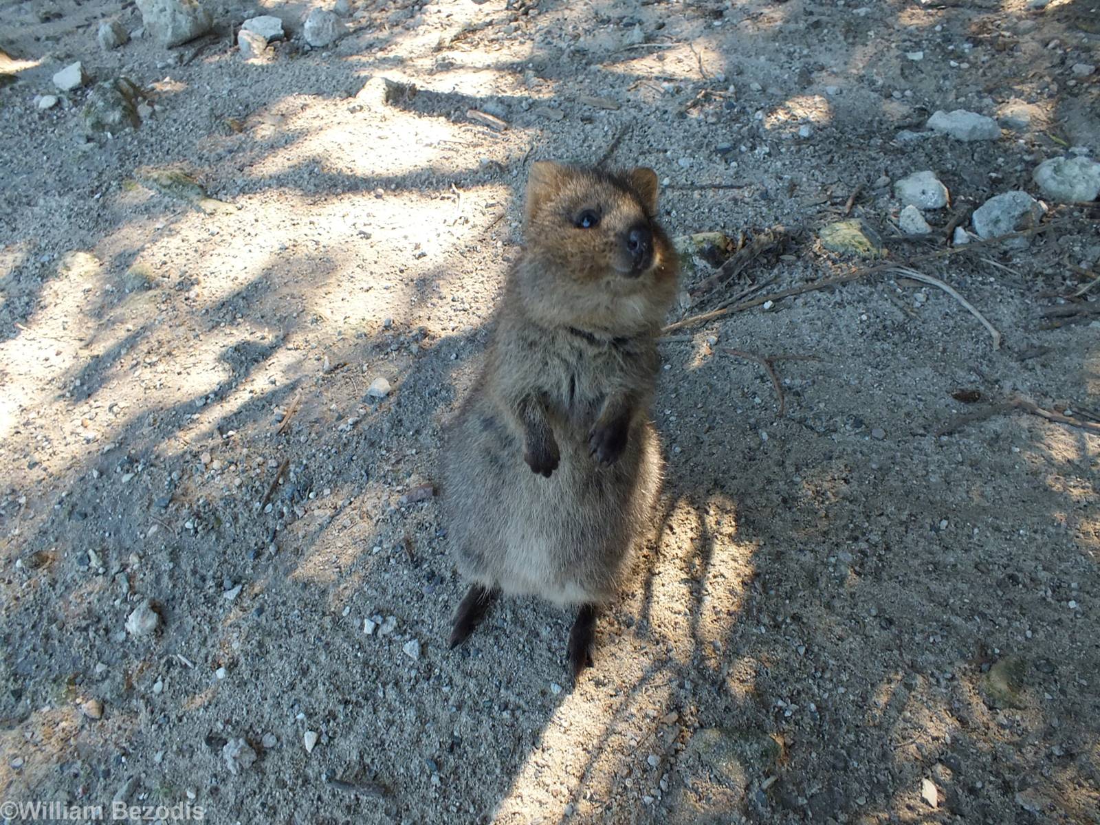 Friendly Quokka - Rottnest Island