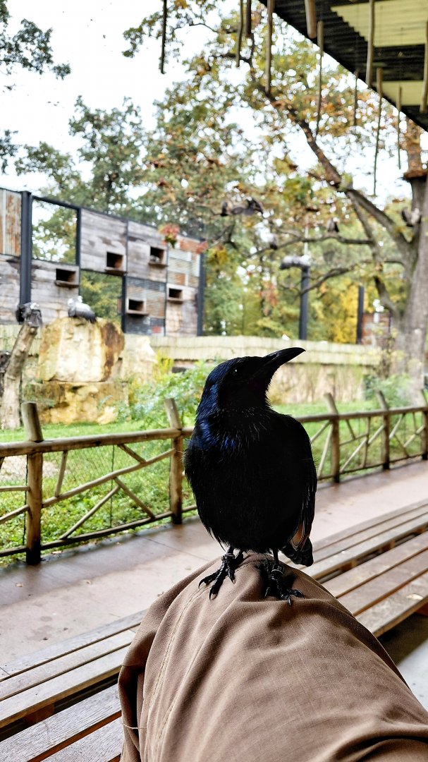Friendly red-winged starling