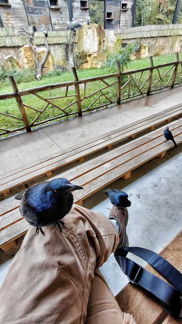 Friendly red-winged starlings