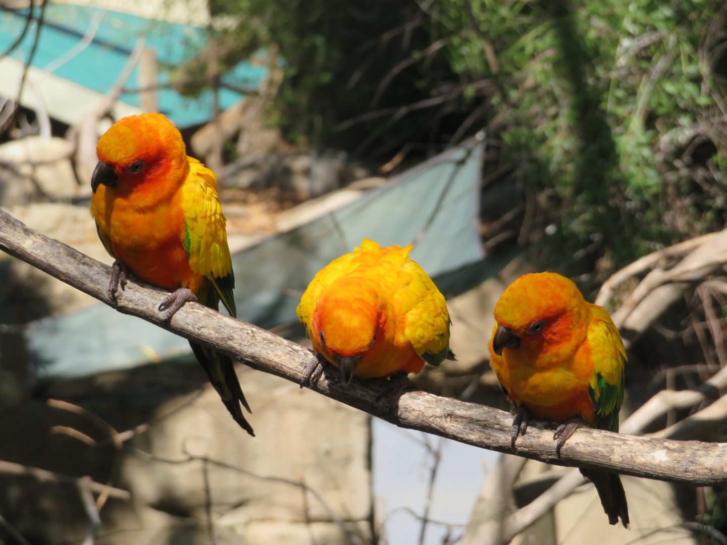 Friendly Sun Conures